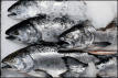 fishes