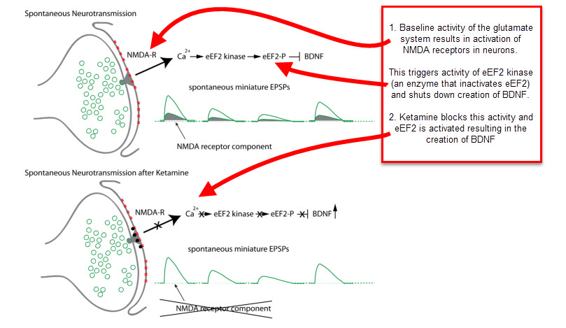 Ketamine for Depression - Mechanism of Action - Gateway Psychiatric