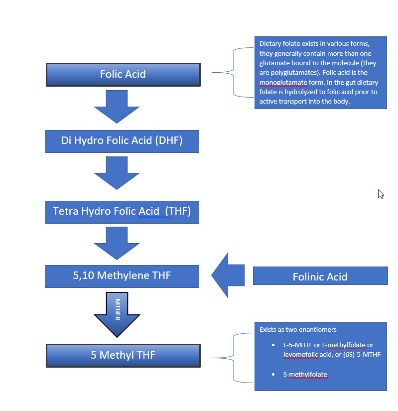 folate folic acid methylfolate tetrahydrofolate folinic acid