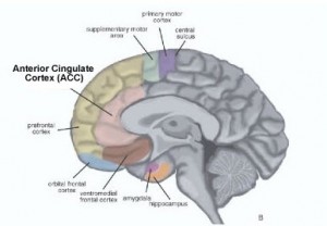 anterior cingulate cortex