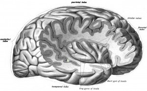 insula