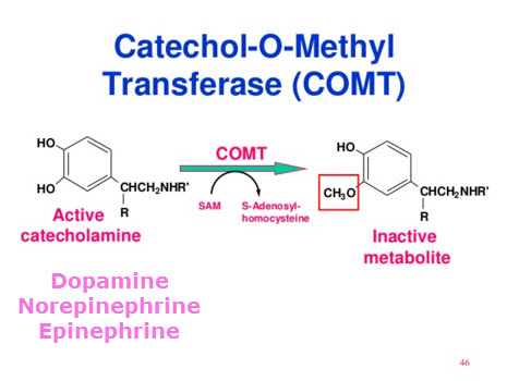 https://www.gatewaypsychiatric.com/wp-content/uploads/2015/11/Catechol-O-Methyl-Transferase.jpg