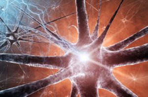 Excitatory Neurotoxicity